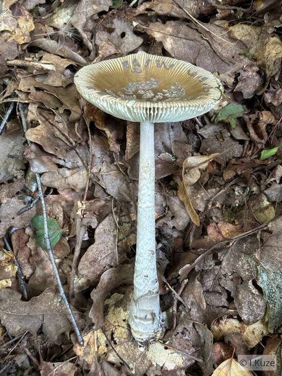 Amanita ceciliae
